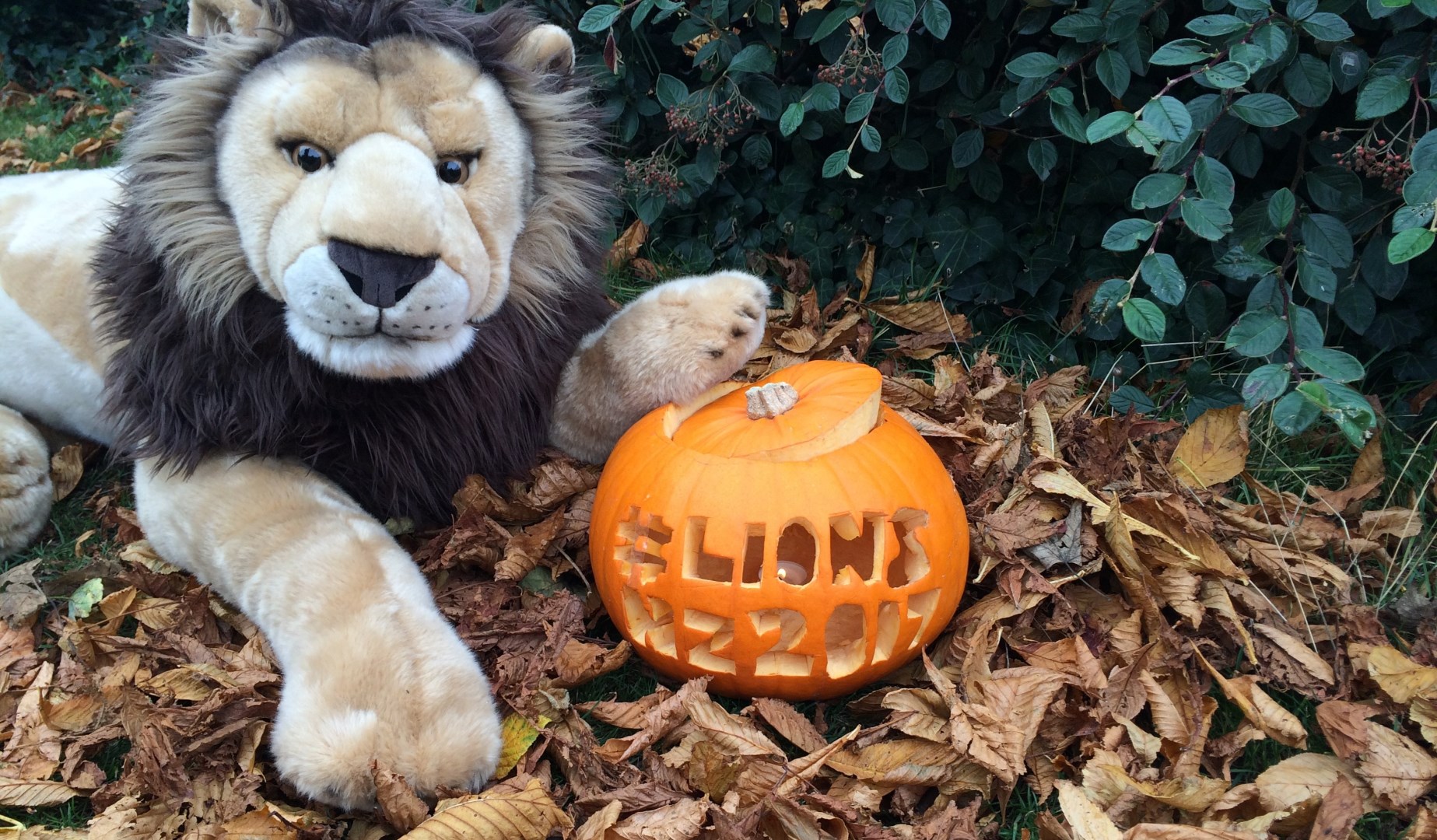 Carve a Lions pumpkin and win an official backpack! Carve a Lions pumpkin and win an official backpack!