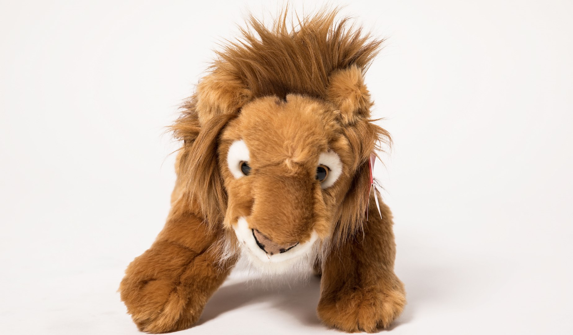 12 Days of Christmas – Win a Lions teddy bear 12 Days of Christmas – Win a Lions teddy bear